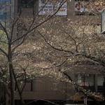 中野通り桜の開花